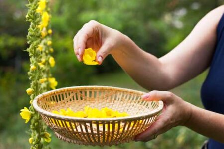 Herbal Recipes for Ear, Nose, and Eye Health Image